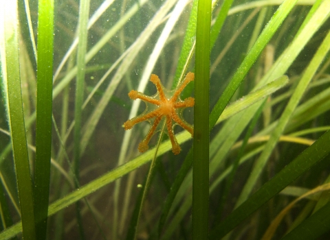 Stalked jellyfish at Bembridge