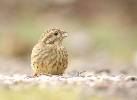 Cirl bunting © Austin Morley