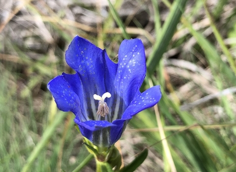 Marsh gentian