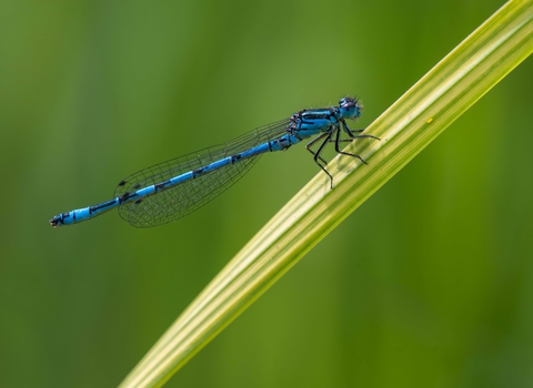 Southern damselfly © Chris Button