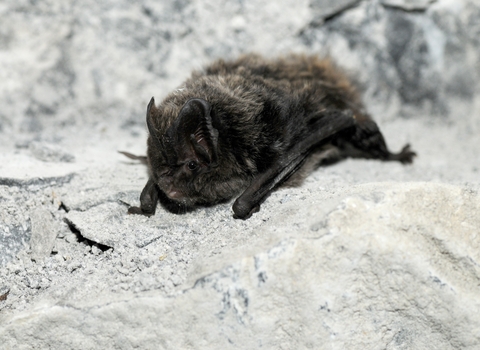 Barbastelle bat