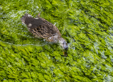 Mallard feeding at Rooksbury Mill © Tony Matthews