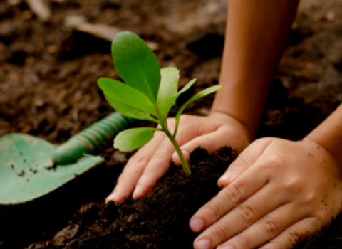 Planting 