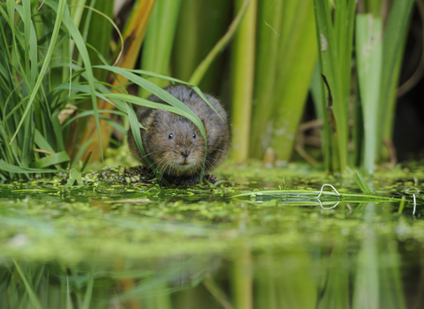 Water Vole