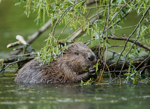 Beaver 