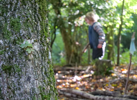 woodland scene with boy playing in background on right and close up of tree on left side 