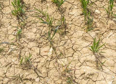 Dry Agricultural Field