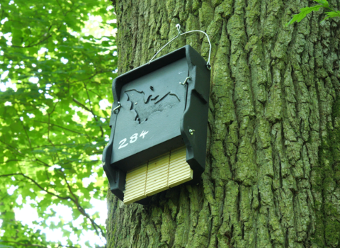 A bat box on a tree near Overton, installed as part of the North Hampshire Bat Box Project © Hampshire & Isle of Wight Wildlife Trust