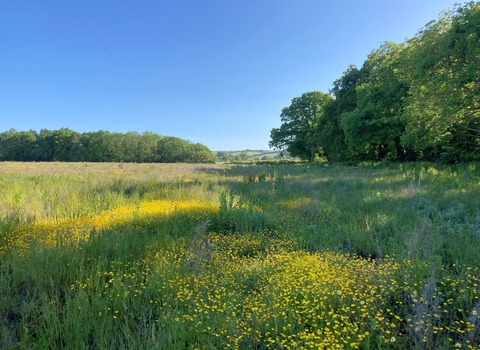 Green and yellow fields, big green trees and blue sky