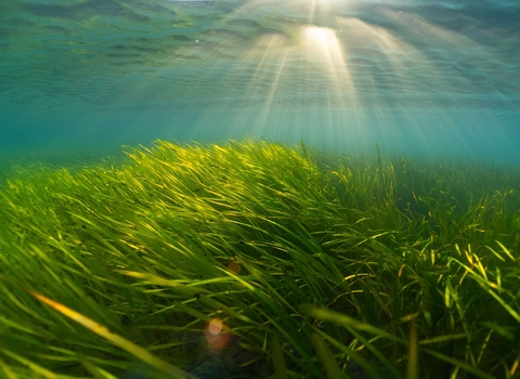 A large seagrass meadow underwater with light rays breaking through the surface of the sea