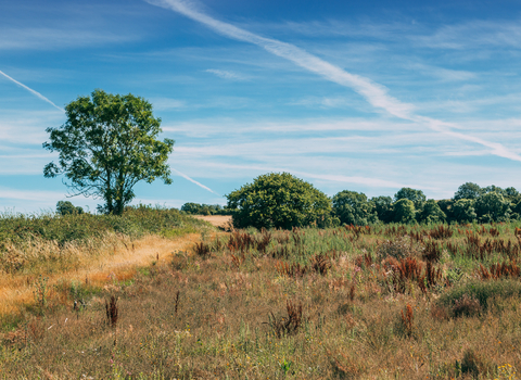 Little Duxmore on a sunny day, there is long, dry grass in the foreground and shrubs in the background. On the left is a medium sized tree. 