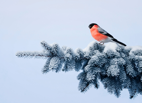  Bullfinch perched on a snow-covered fir branch against a pale blue background.