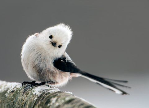 Long tailed tit (white bird, with black wings) sat on branch with white snow. 