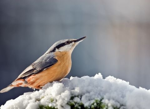 A bird perched on a snow-covered branch, surrounded by a serene winter landscape.